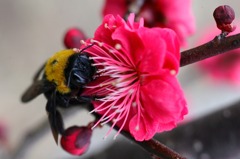 紅梅の香り