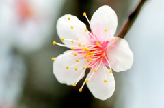 花占いは希望から♪（笑）