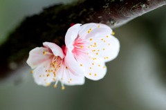 やわらか梅姉妹