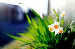 道端の華