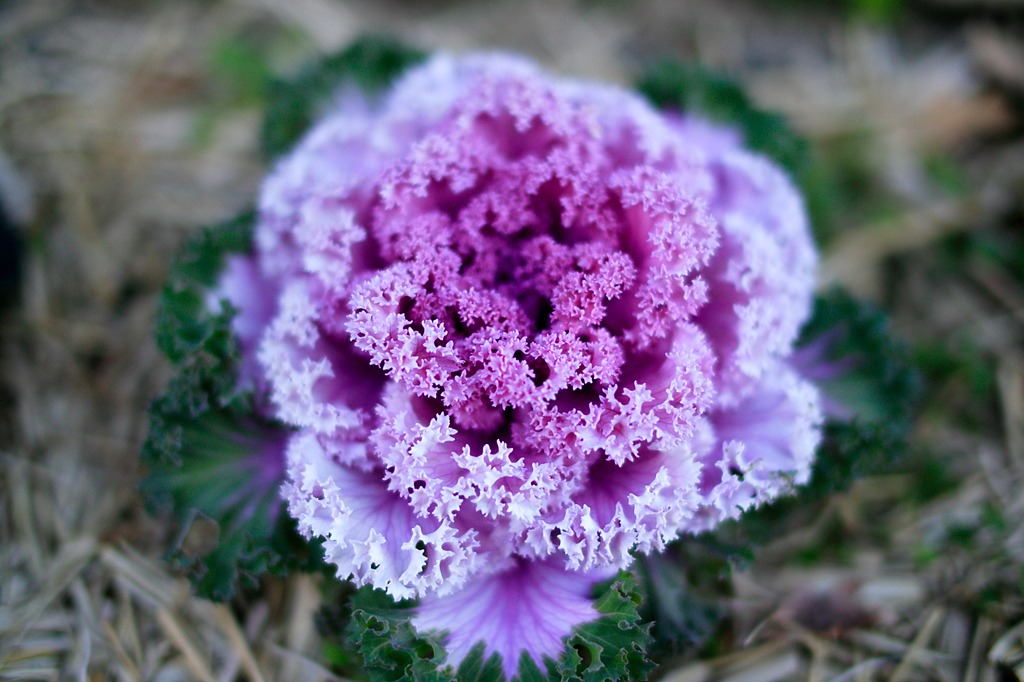 一人ぼっちのキャベツ花