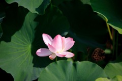 この花もいずれは背景のように…。