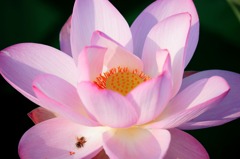 蓮と蜜蜂