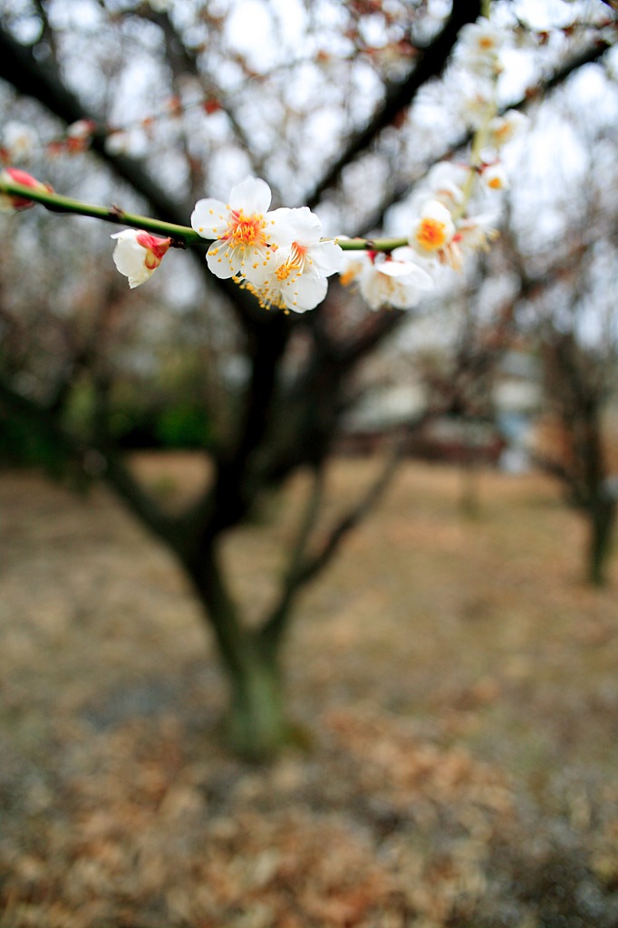 白梅③