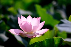 透花