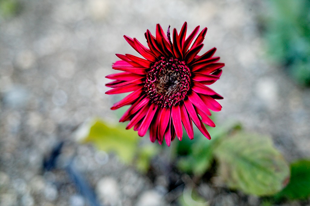 真っ赤なヒマワリ（嘘）