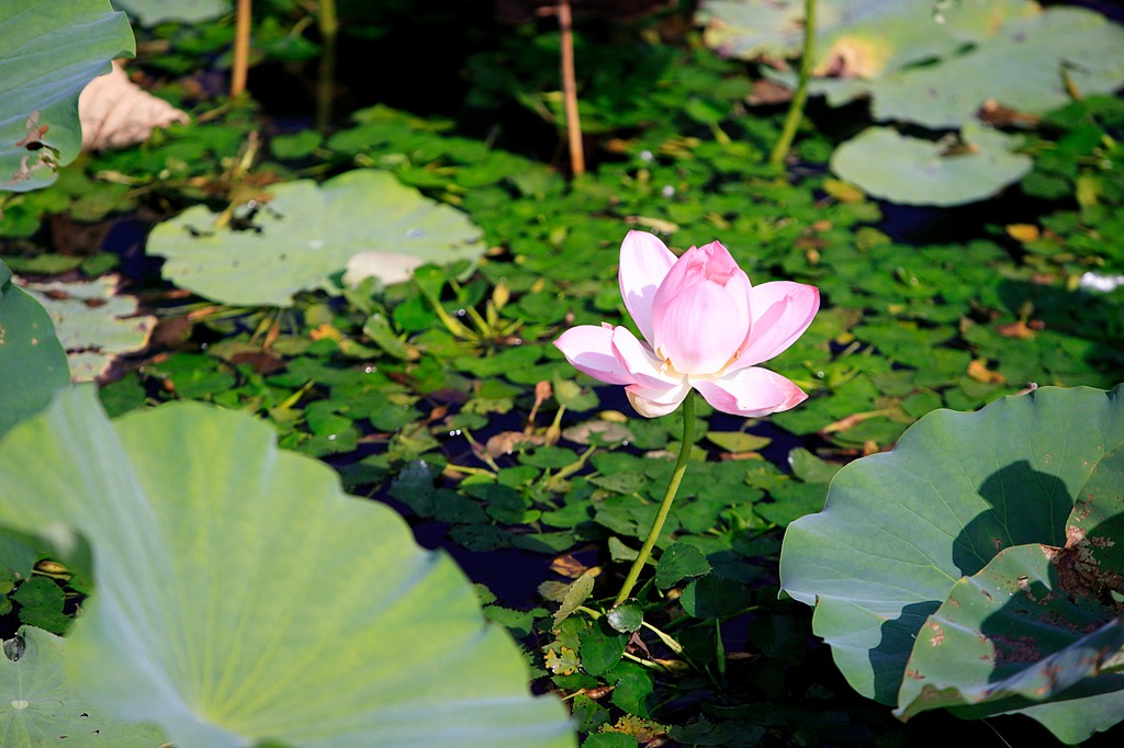水上花w