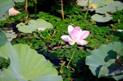 水上花w