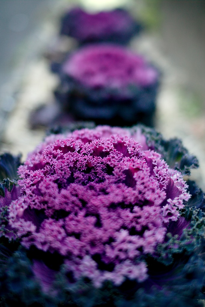 キャベツ花三兄弟（汗）