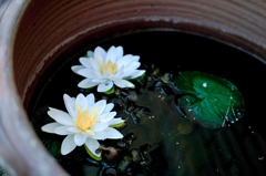 造花でも美しく