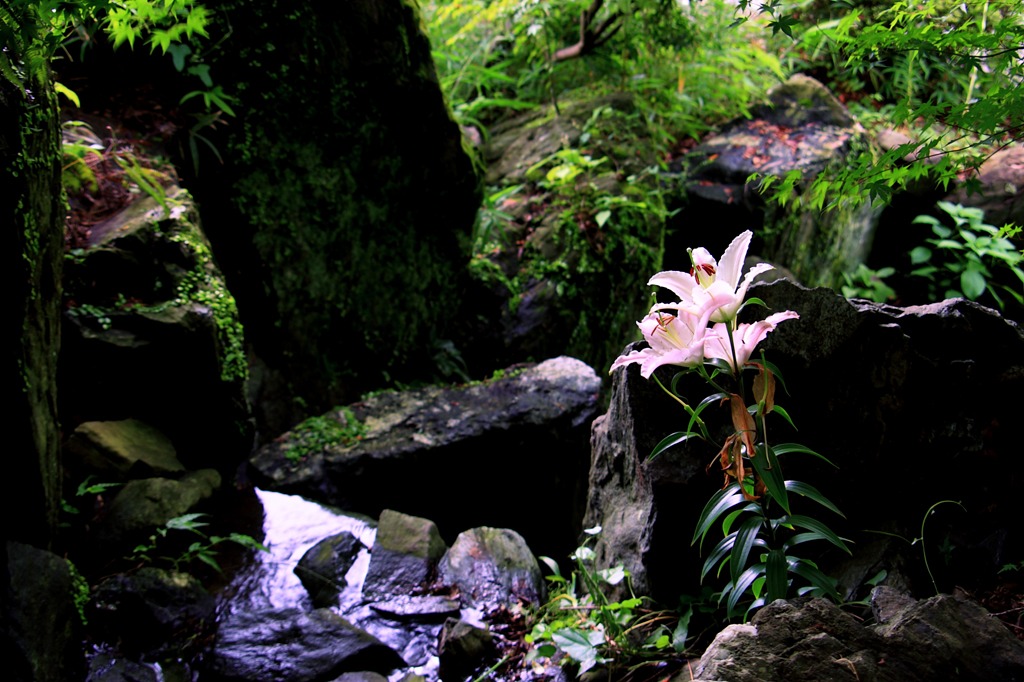 水辺の華
