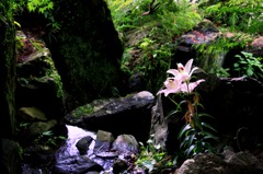 水辺の華