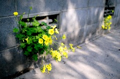 箱乗りw