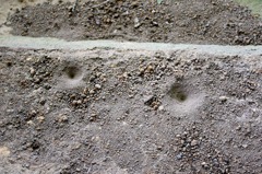 可睡ゆり園で見た蟻地獄