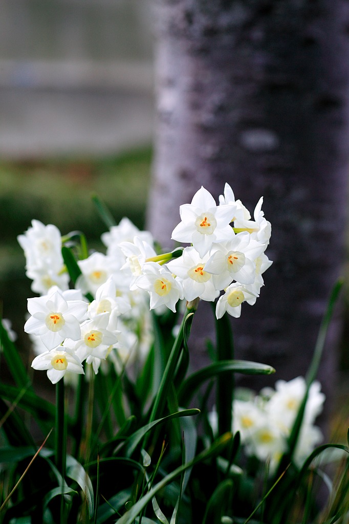木陰の華