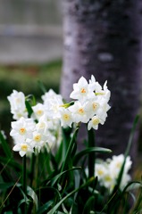 木陰の華