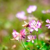 蜜を求めて