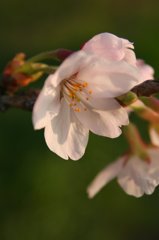 斜光