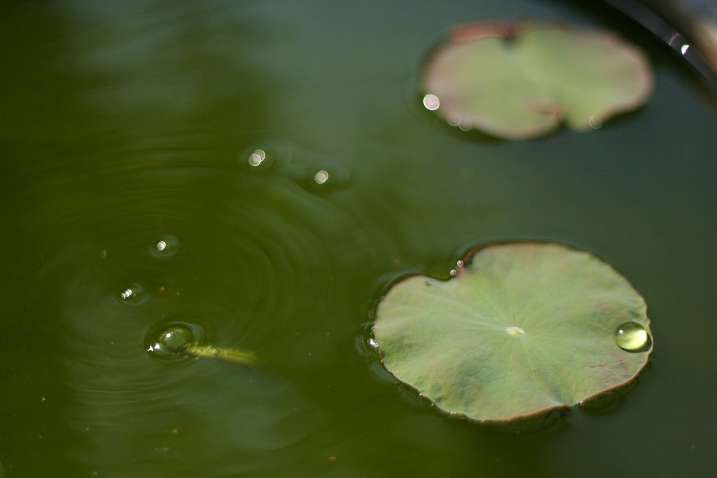 水玉