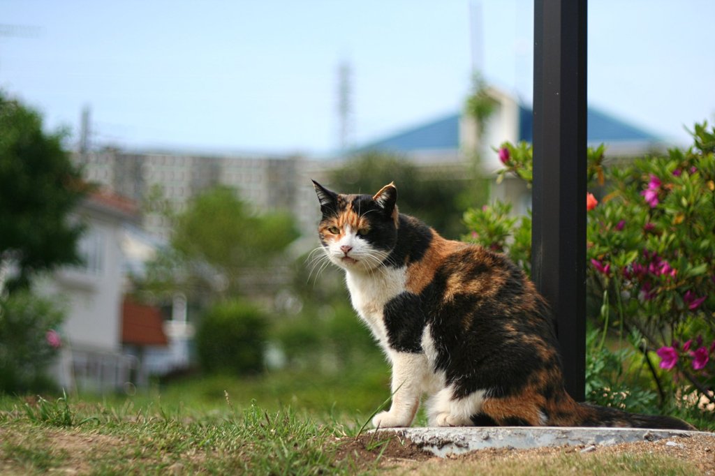 のらねこ