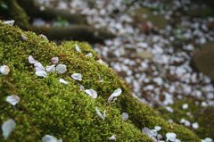 桜散る