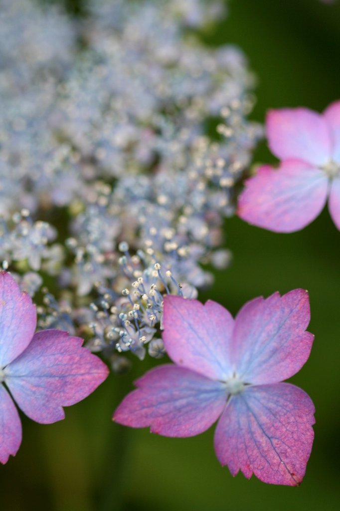 ガク紫陽花1