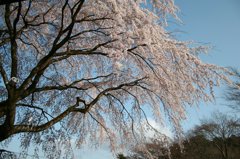 しだれ桜