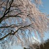 しだれ桜