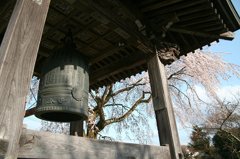 鐘と桜