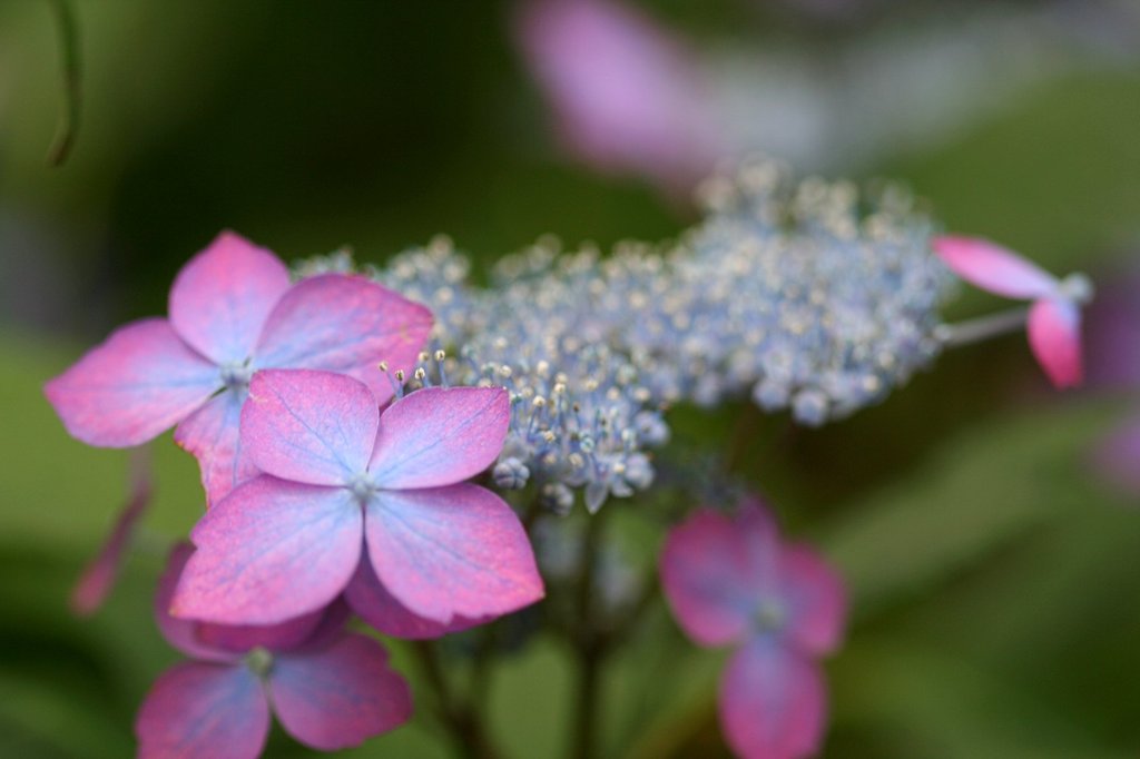 ガク紫陽花1