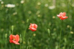 小さな花