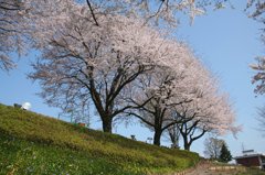 桜並木