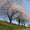 桜並木