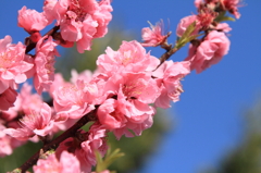 Full pink