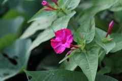 The　Violet