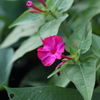 The　Violet