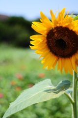 sunflower