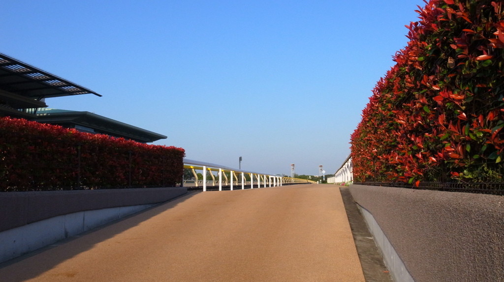 東京競馬場２