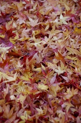秋、日本庭園にて
