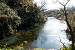 柿田川
