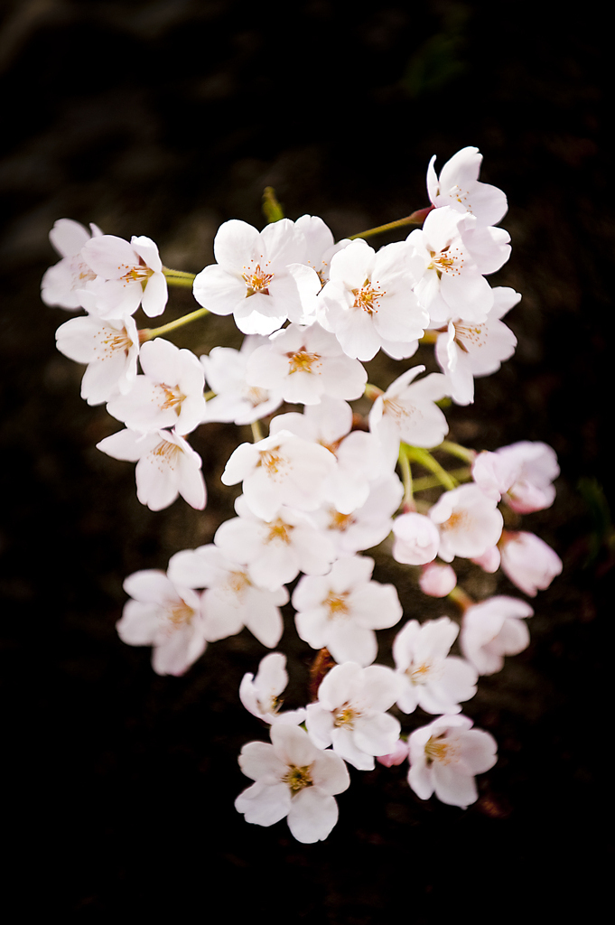 桜の記憶