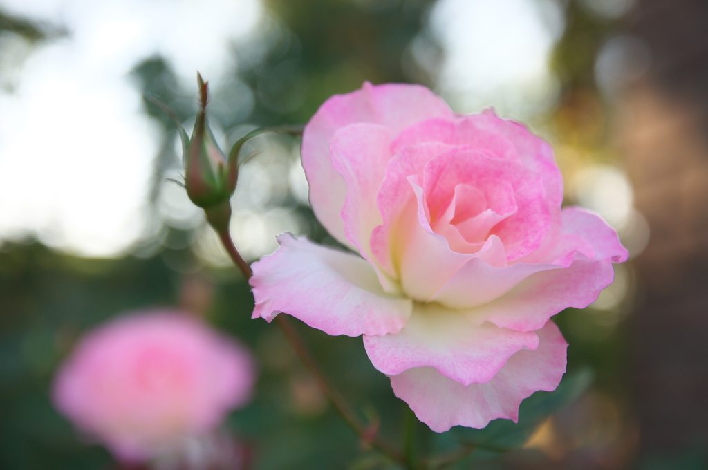 Pink of Roses