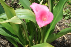 カラーの花
