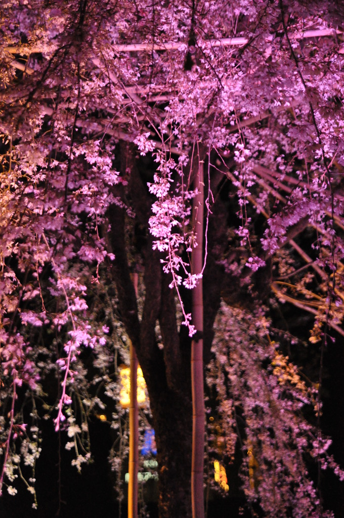 「光のお化粧」