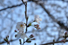 「ＳＡＫＵＲＡ」
