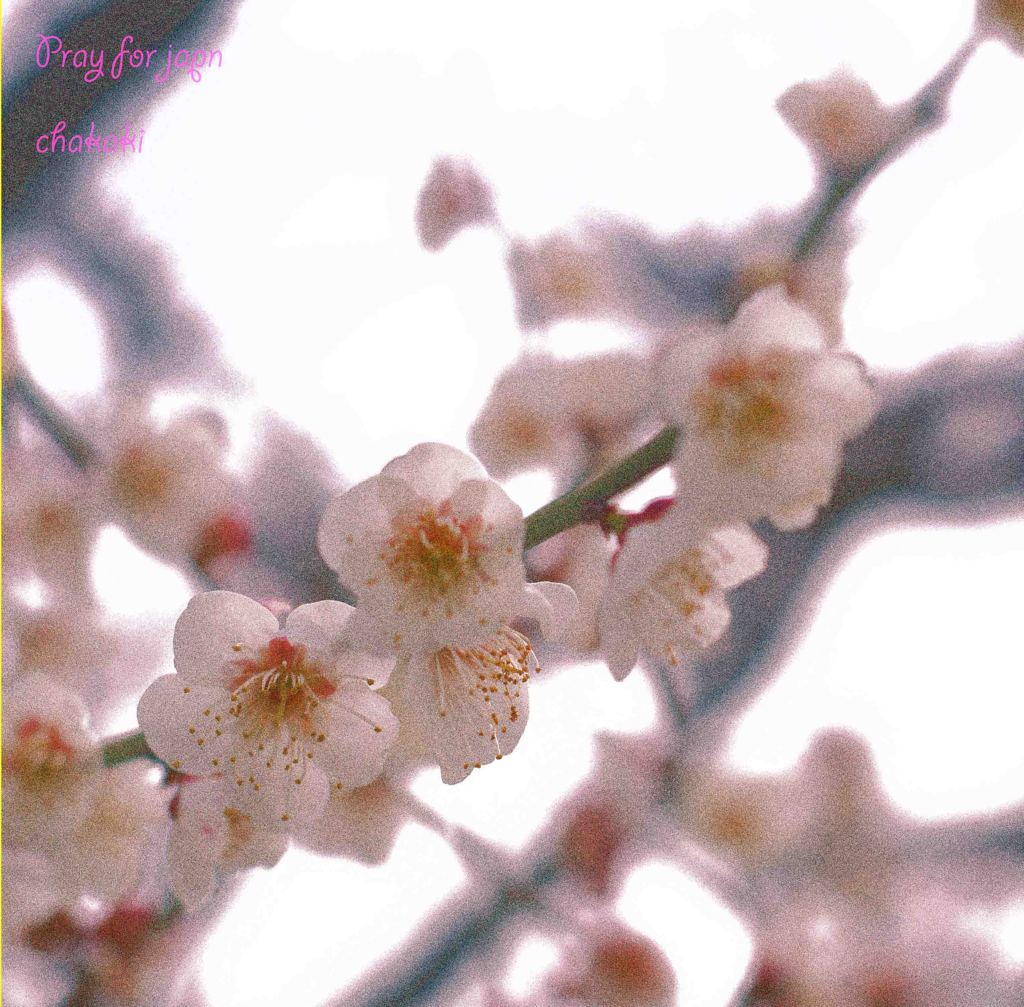 pray ②