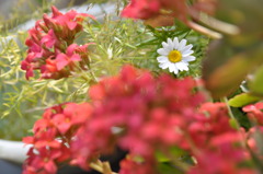 「小さな日の入り」