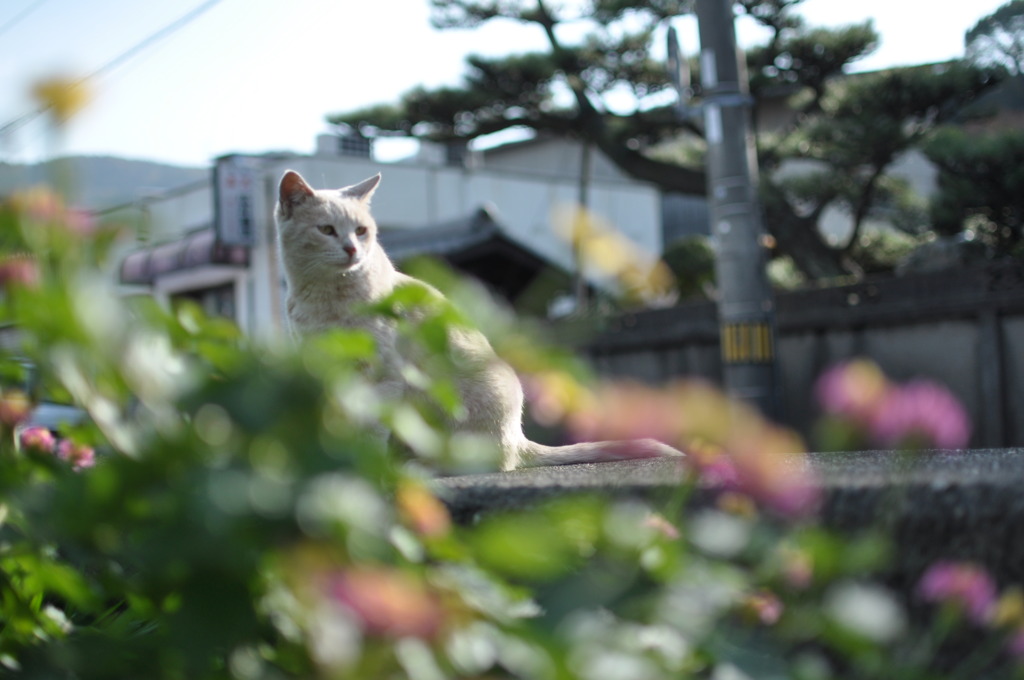 「ニャートレート」