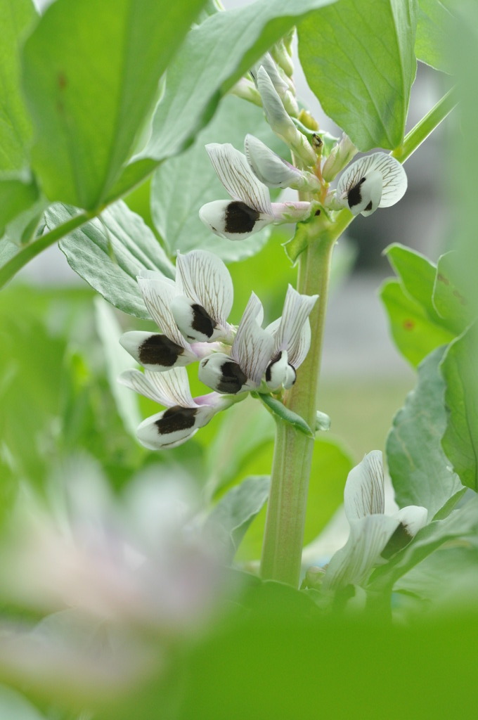 「えんどうまめ」