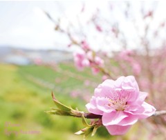 spring has come